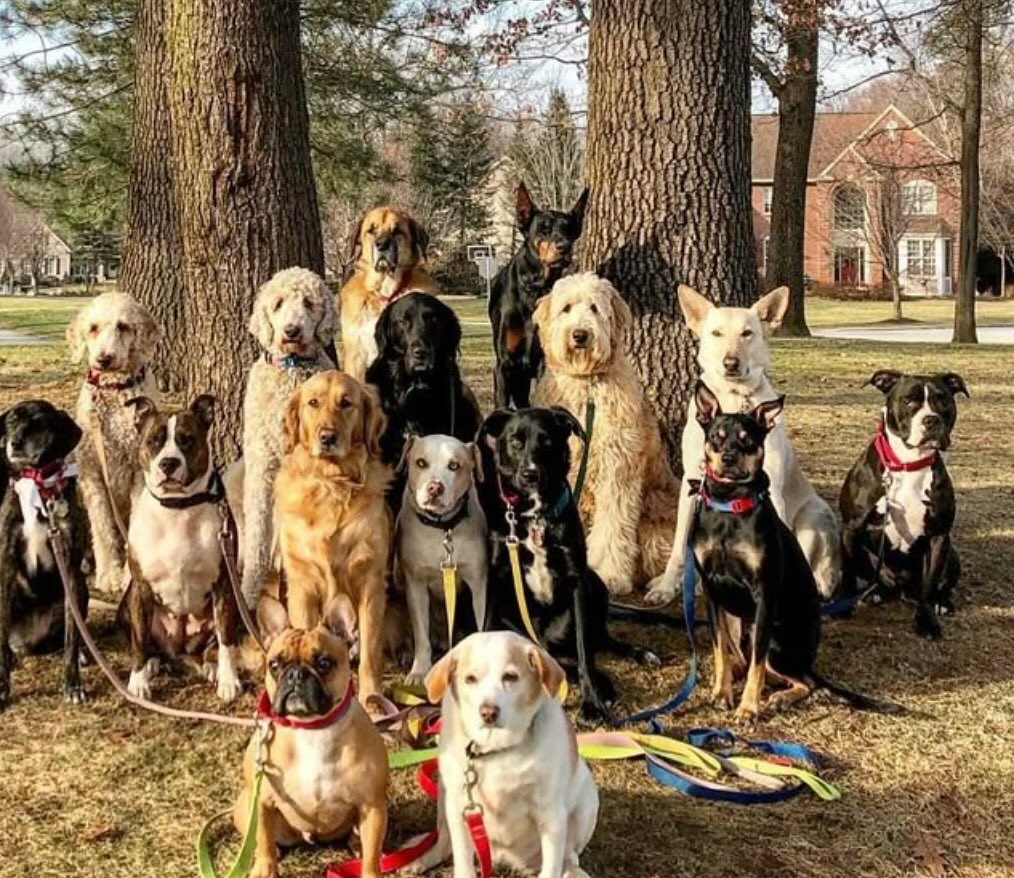 A group of happy dogs trained by Paw In Hand DTS
